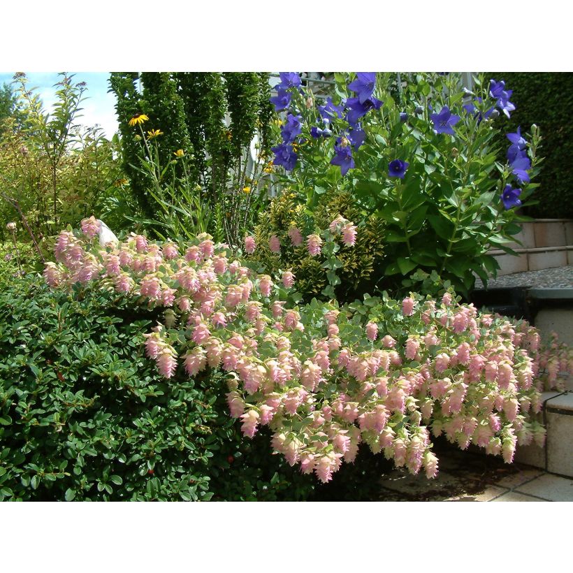 Origano Kent Beauty (Flowering)