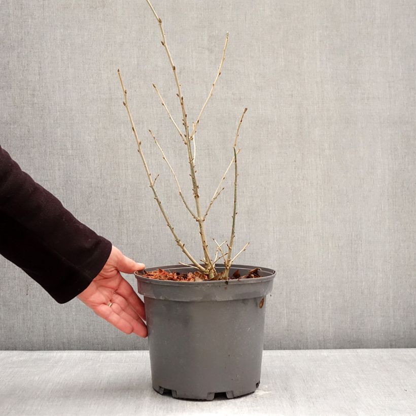 Orixa japonica Vaso da 4L/5L esemplare consegnato in inverno