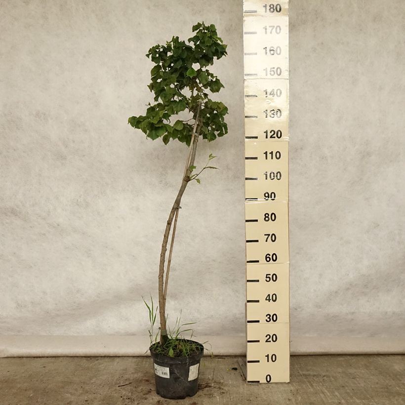 Esemplare di Ulmus glabra Nana - Olmo di montagna Vaso da 7,5L/10L, Vaso impalcato consegnato in estate