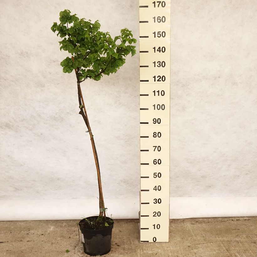 Example of Ulmus glabra Nana - Olmo di montagna Vaso da 7,5L/10L, Vaso impalcato as you get in printemps