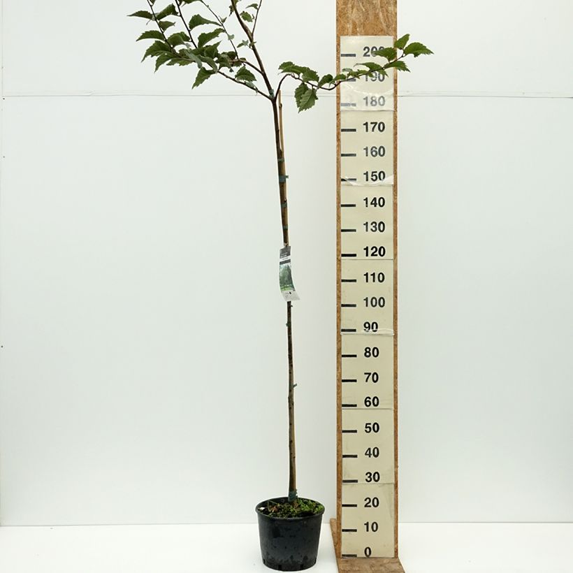 Esemplare di Ulmus glabra - Olmo di montagna Vaso da 7,5L/10L consegnato in estate