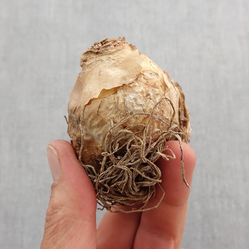 Ornithogalum saundersiae - Ornitogallo Bulbo taglia 18+ esemplare consegnato in primavera