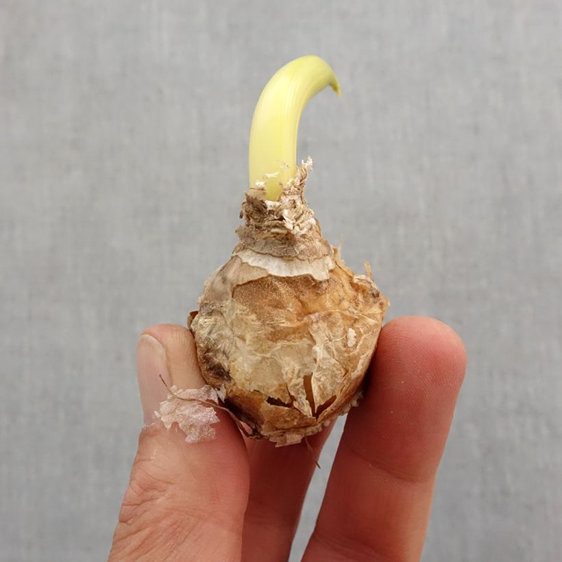 Ornithogalum arabicum - Latte di gallina d'Arabia Bulbo taglia 12+ esemplare consegnato in primavera