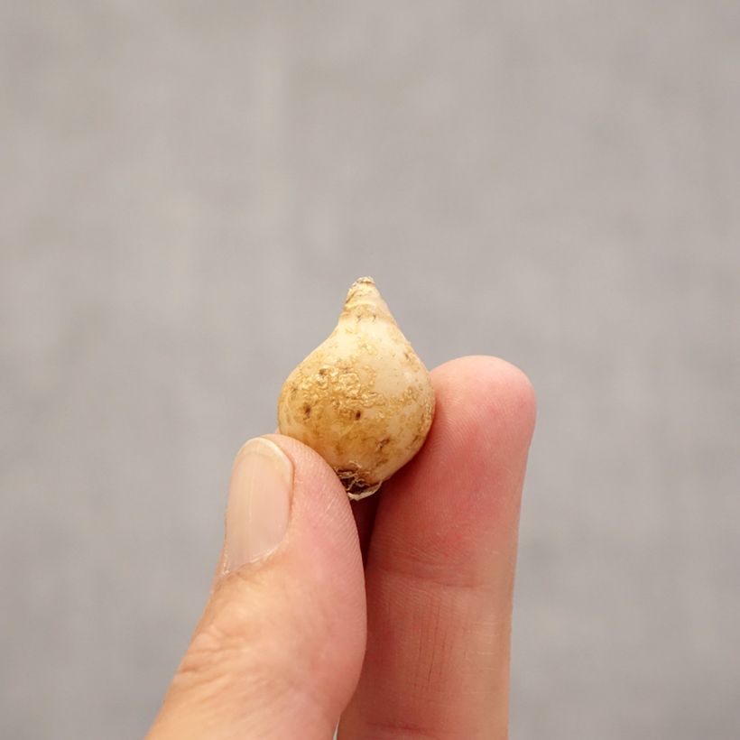 Ornithogalum nutans - Latte di gallina a fiori penduli Bulbo taglia 6+ esemplare consegnato in primavera