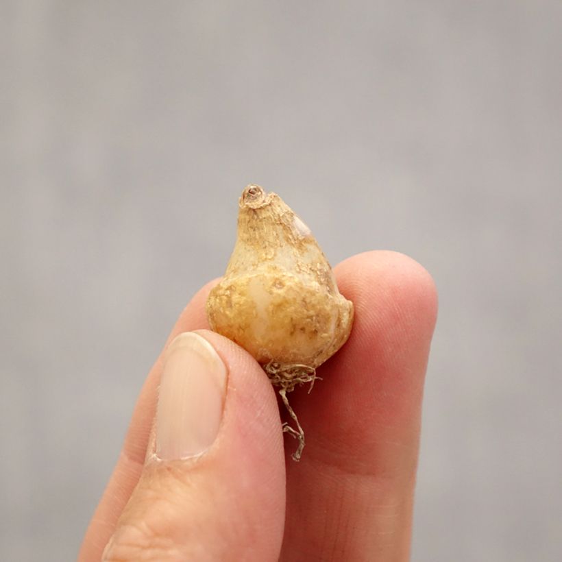 Ornithogalum oligophyllum White Trophy - Ornitogallo Bulbo taglia 6+ esemplare consegnato in primavera