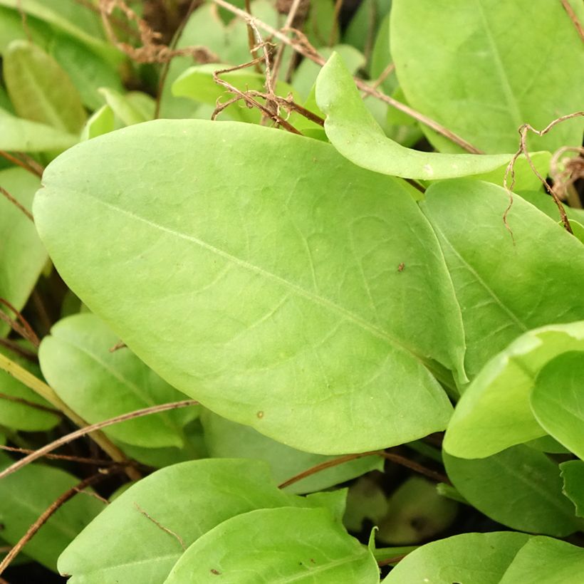 Rumex scutatus (piante) - Romice scudato (Fogliame)