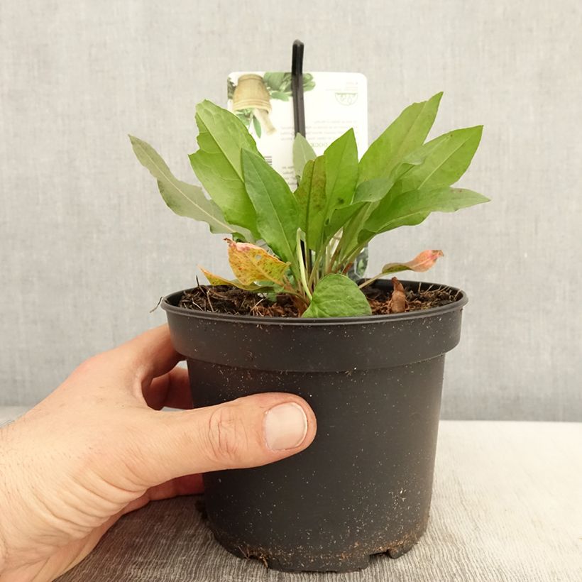 Example of Rumex patientia - Erba pazienza Vaso da 1,5L/2L as you get in printemps