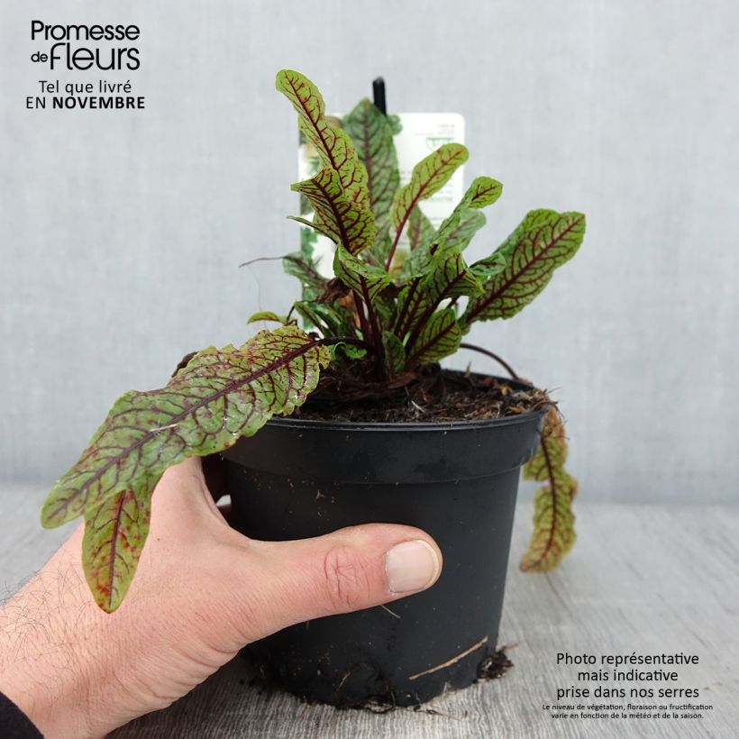 Esemplare di Oseille sanguine - Rumex sanguineus Pot de 1,5L/2L come consegnato in autunno