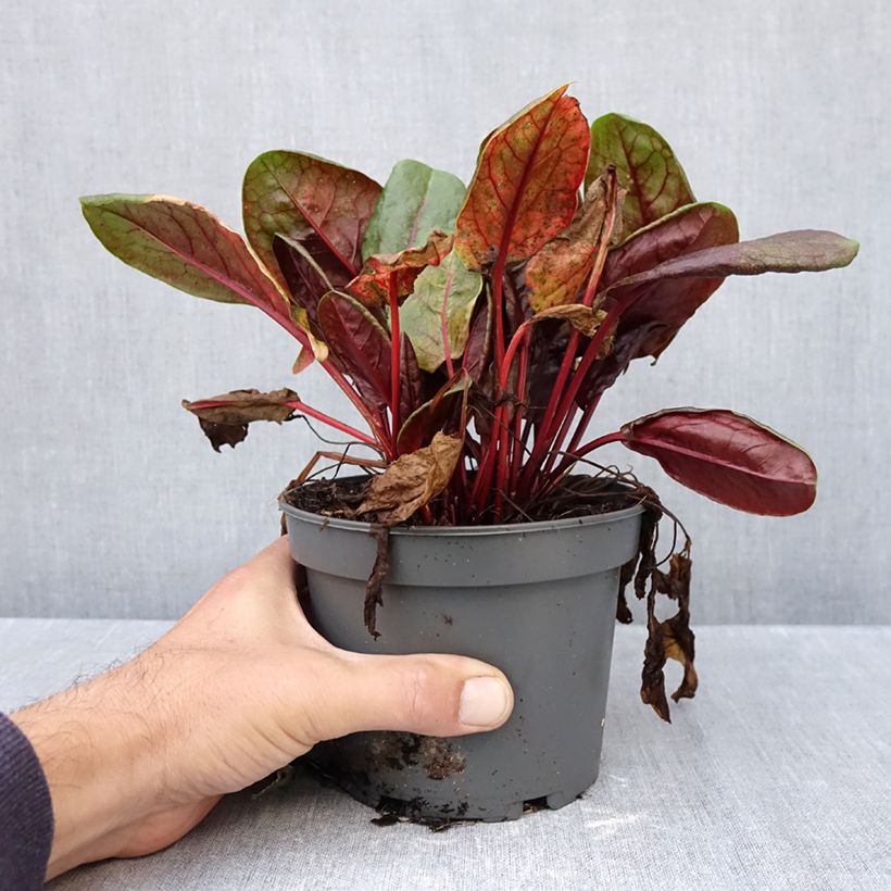 Esemplare di Acetosa Ruber Vaso da 1,5L/2L come consegnato in autunno