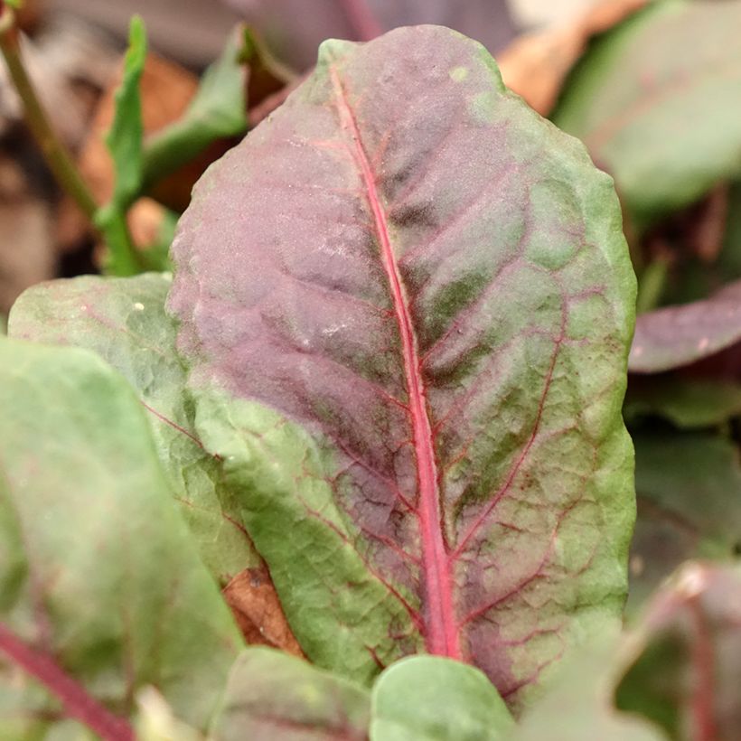 Acetosa Ruber (Foliage)