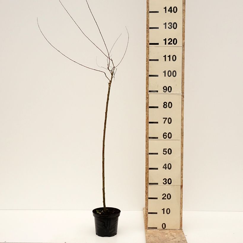 Osier rouge pleureur - Salix purpurea Pendula Pot de 3L/4L, Tige esemplare consegnato in inverno