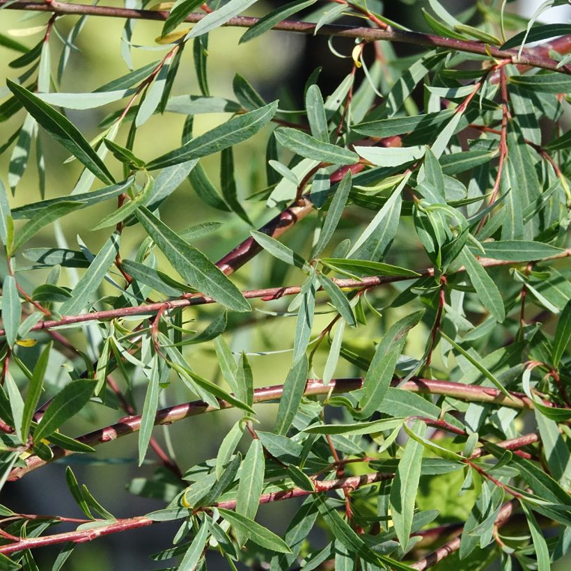 Salix purpurea Pendula - Salice rosso (Fogliame)