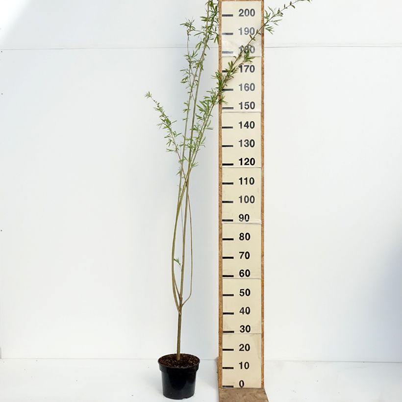 Salix purpurea Howki - Salice rosso Vaso da 4L/5L esemplare consegnato in primavera