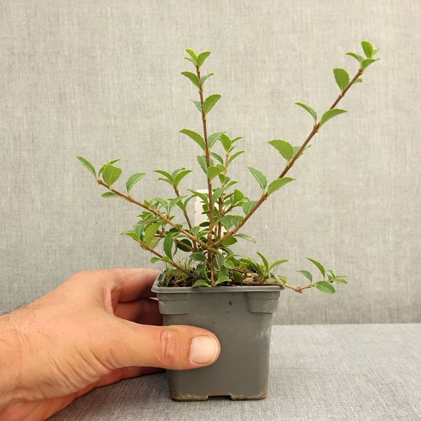 Esemplare di Osmanthus delavayi - Osmanto Vasetto da 8/9 cm consegnato in estate