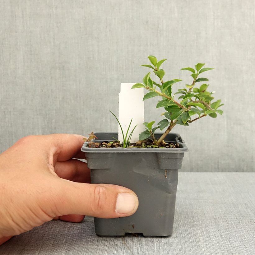 Osmanthus delavayi - Osmanto Vasetto da 8/9 cm esemplare consegnato in primavera