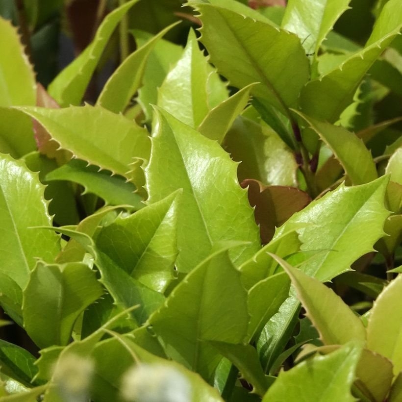 Osmanthus fortunei - Osmanto (Fogliame)