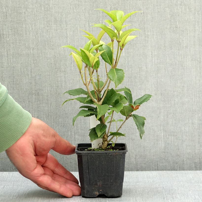 Osmanthus fortunei - Osmanto Vasetto da 8/9 cm esemplare consegnato in primavera