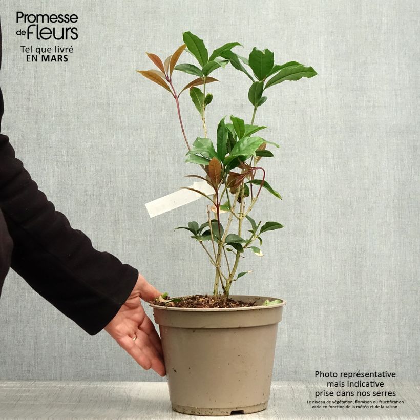 Osmanthus fragrans var. aurantiacus - Osmanto Vaso da 2L/3L esemplare consegnato in primavera