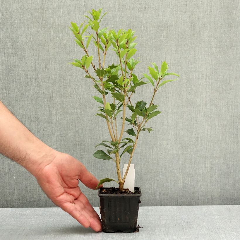 Osmanthus heterophyllus - Osmanto Vasetto da 8/9 cm esemplare consegnato in primavera
