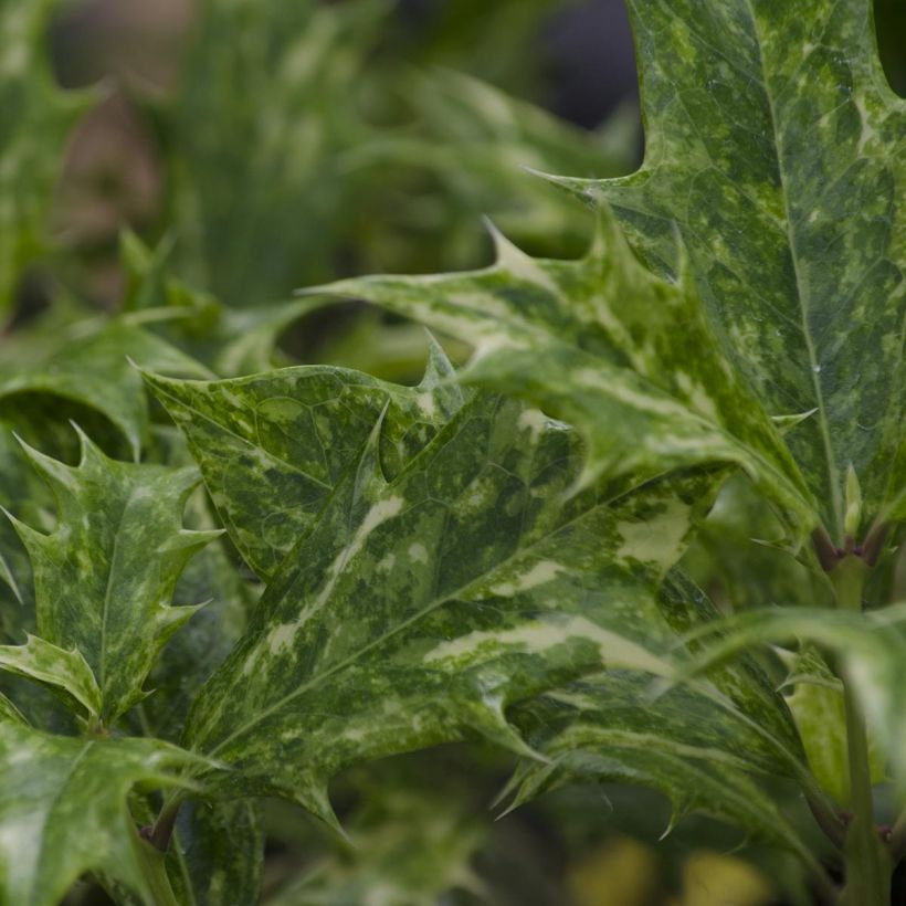 Osmanthus heterophyllus Tricolor - Osmanto (Fogliame)