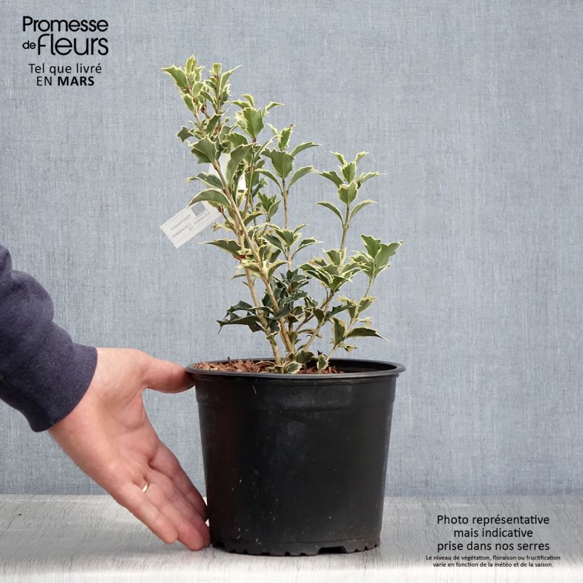 Example of Osmanthus heterophyllus Variegatus - Osmanto Vaso da 3L/4L as you get in printemps