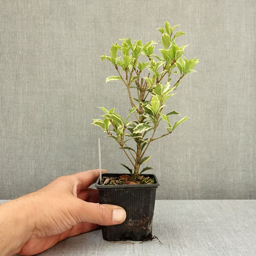 Osmanthus heterophyllus Variegatus - Osmanto Vasetto da 8/9 cm esemplare consegnato in primavera