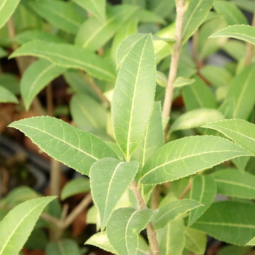 Osmanthus serrulatus - Osmanto (Foliage)