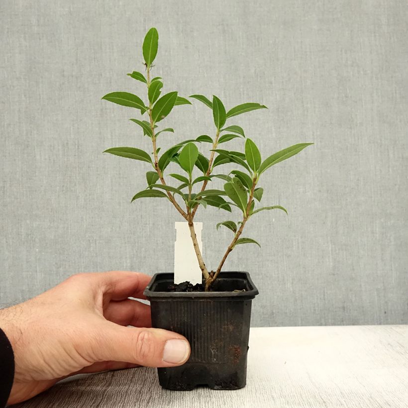 Esemplare di Osmanthus serrulatus - Osmanthe Godet de 8/9 cm come consegnato in autunno