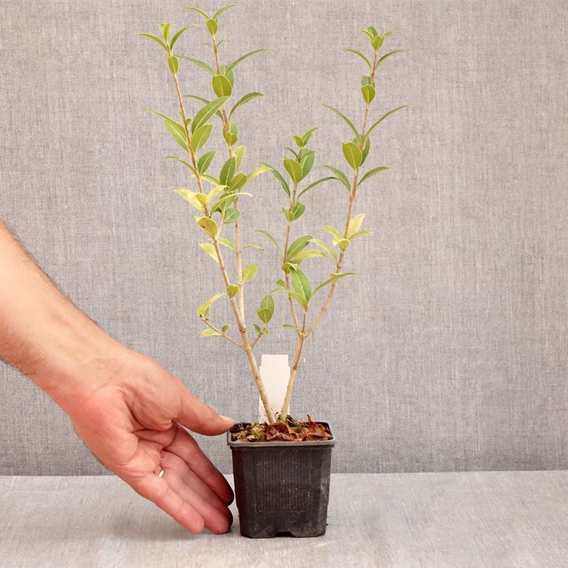 Esemplare di Osmanthus serrulatus - Osmanto Vasetto da 8/9 cm consegnato in estate