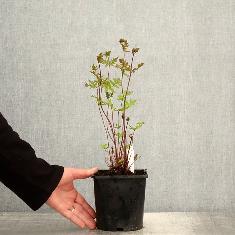 Osmunda regalis Purpurascens - Felce regale Vaso da 2L/3L esemplare consegnato in primavera