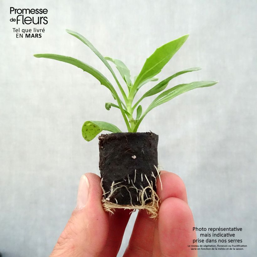 Example of Osteospermum Dalina Bright Purple mini zolla... as you get in printemps