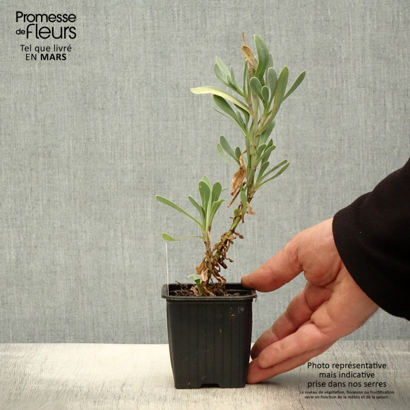 Example of Othonna cheirifolia - Hertia a foglie di violacciocca Vasetto da 8/9 cm as you get in printemps