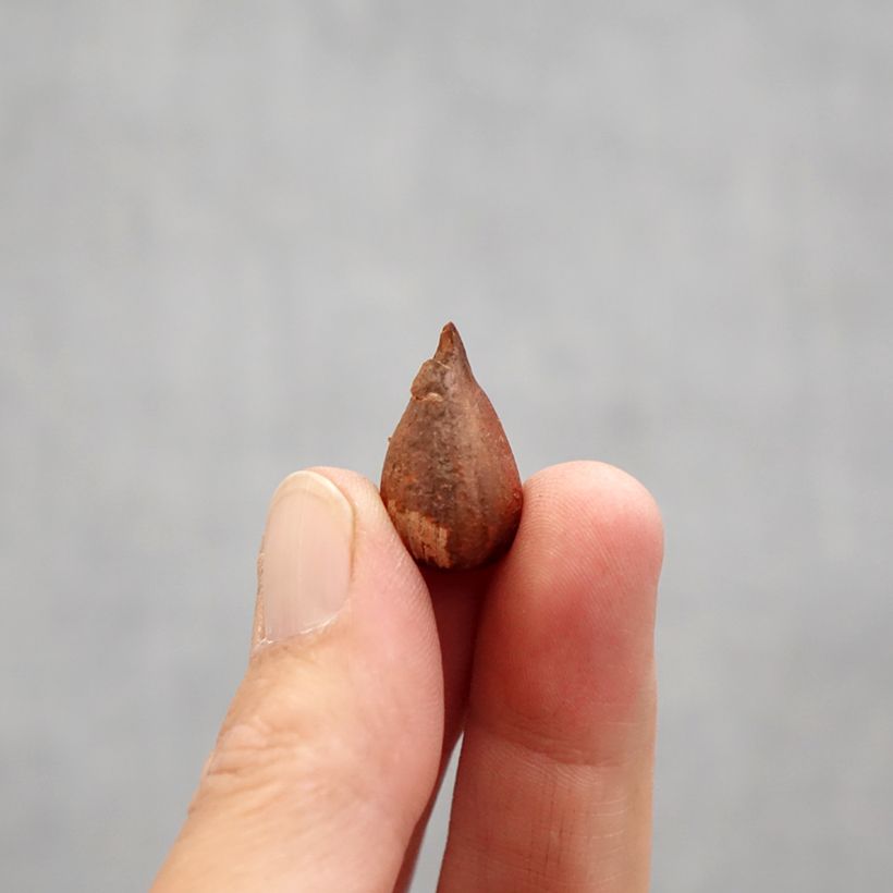 Oxalis Double Trouble Bulbo taglia I esemplare consegnato in primavera