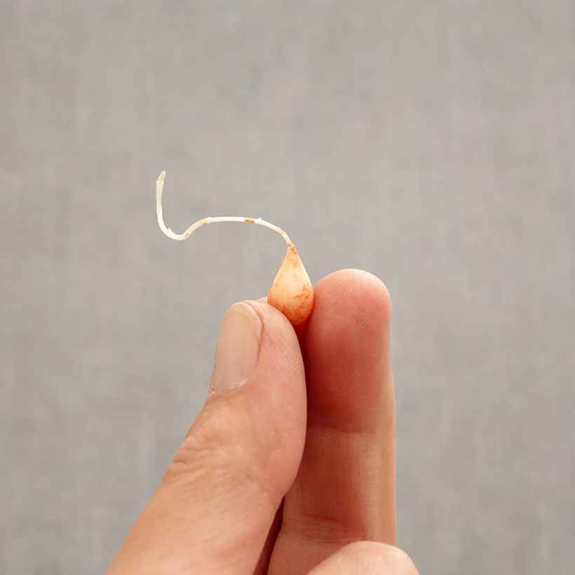 Oxalis Gothenburg Bulbo taglia I esemplare consegnato in primavera