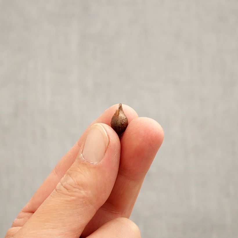 Example of Oxalis purpurea Alba - Acetosella purpurea Bulbo taglia I as you get in printemps