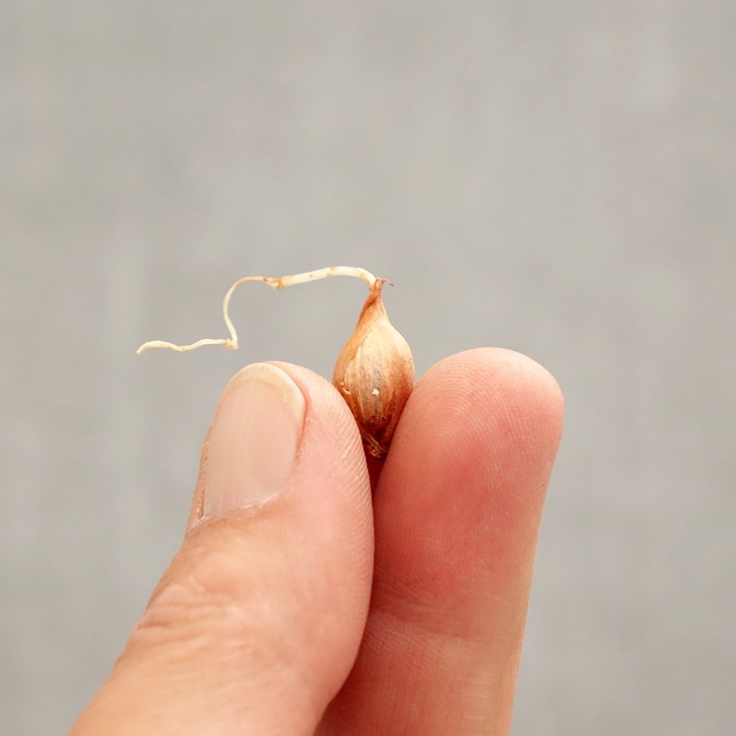 Example of Oxalis purpurea Garnet - Acetosella purpurea Bulbo taglia I as you get in printemps