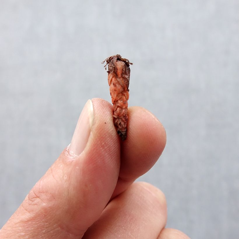 Example of Oxalis triangularis Fanny Bulbo taglia I as you get in printemps