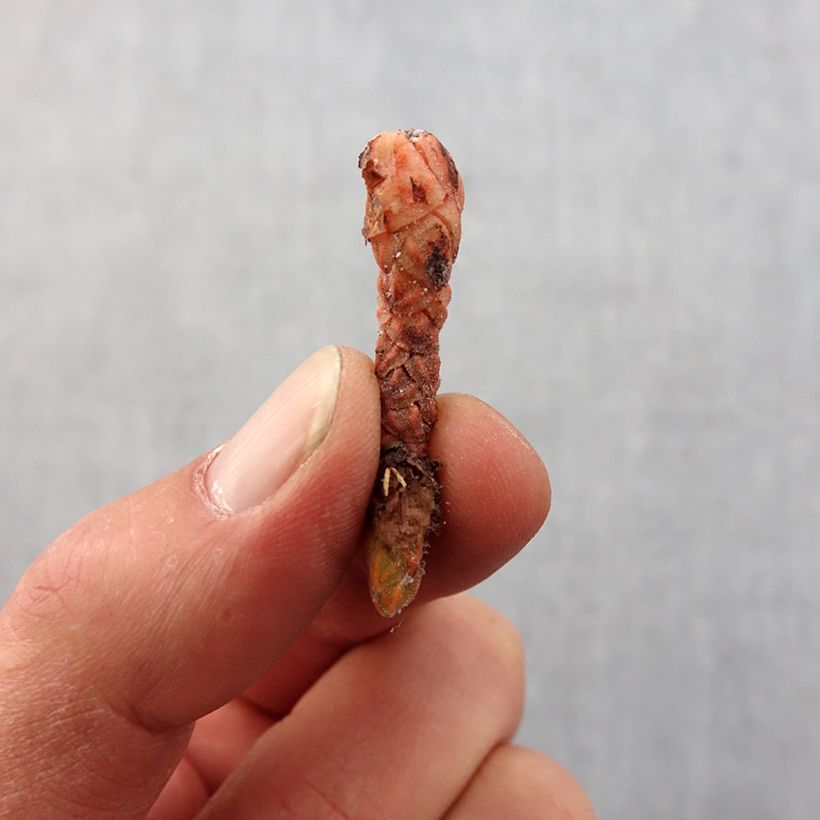 Oxalis triangularis subsp.papilionacea Marmer Bulbo taglia I esemplare consegnato in primavera