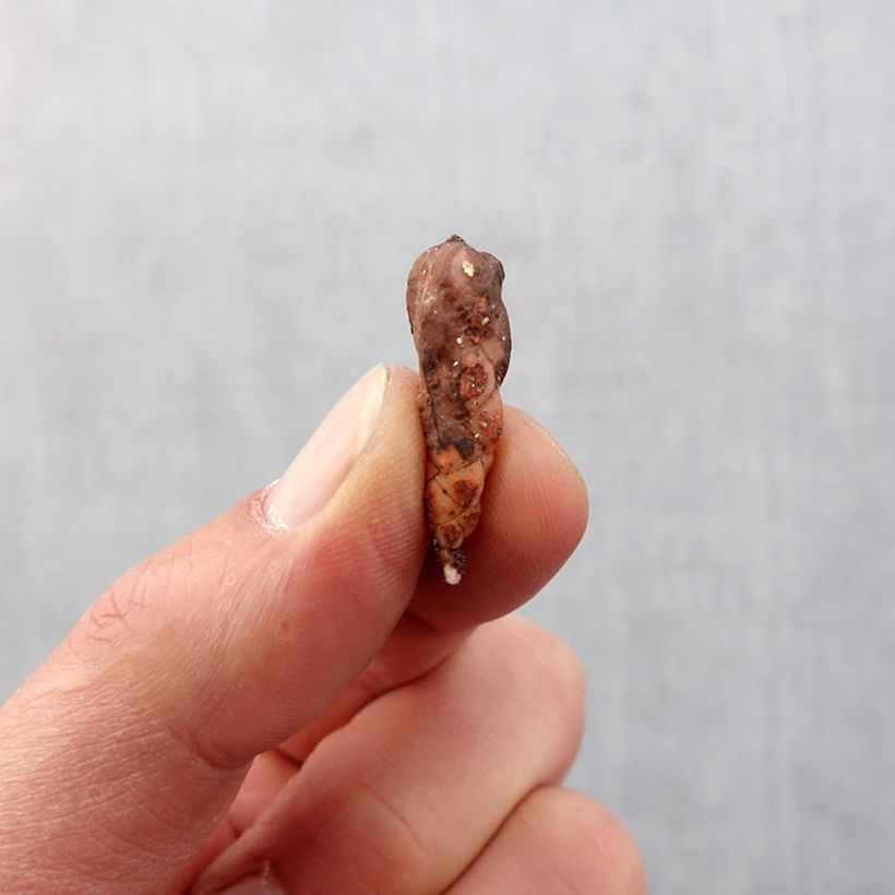 Oxalis triangularis subsp.papilionacea Atropurpurea Bulbo taglia I esemplare consegnato in primavera