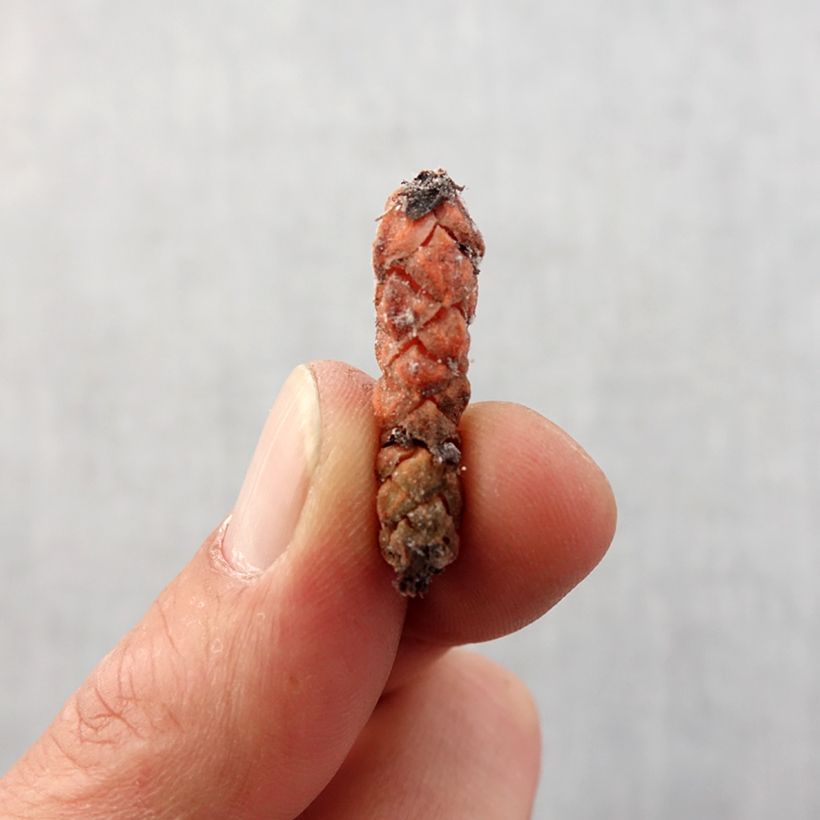 Oxalis triangularis subsp.papilionacea Bulbo taglia I esemplare consegnato in primavera