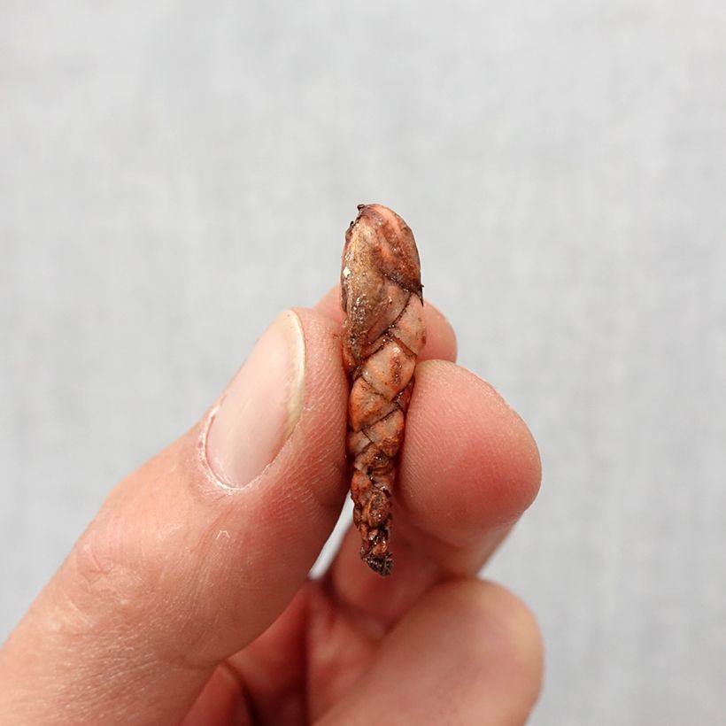 Example of Oxalis triangularis Bulbo taglia I as you get in printemps