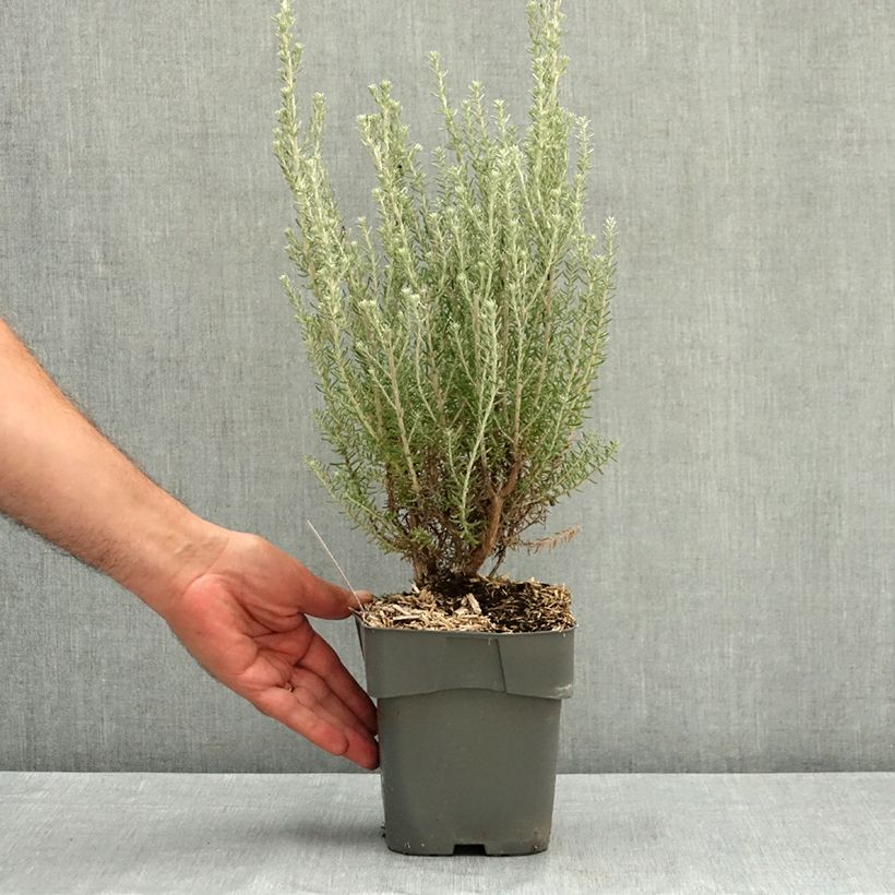 Esemplare di Ozothamnus rosmarinifolius Silver Jubilee Vaso da 2L/3L consegnato in estate