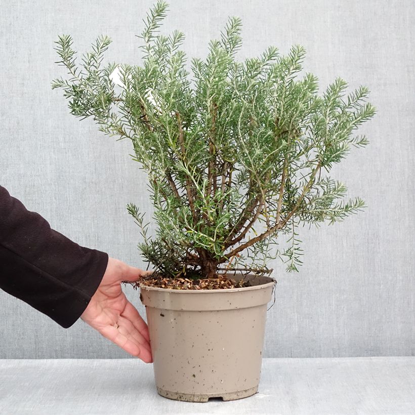 Esemplare di Ozothamnus rosmarinifolius Silver Jubilee Vaso da 4L/5L come consegnato in autunno