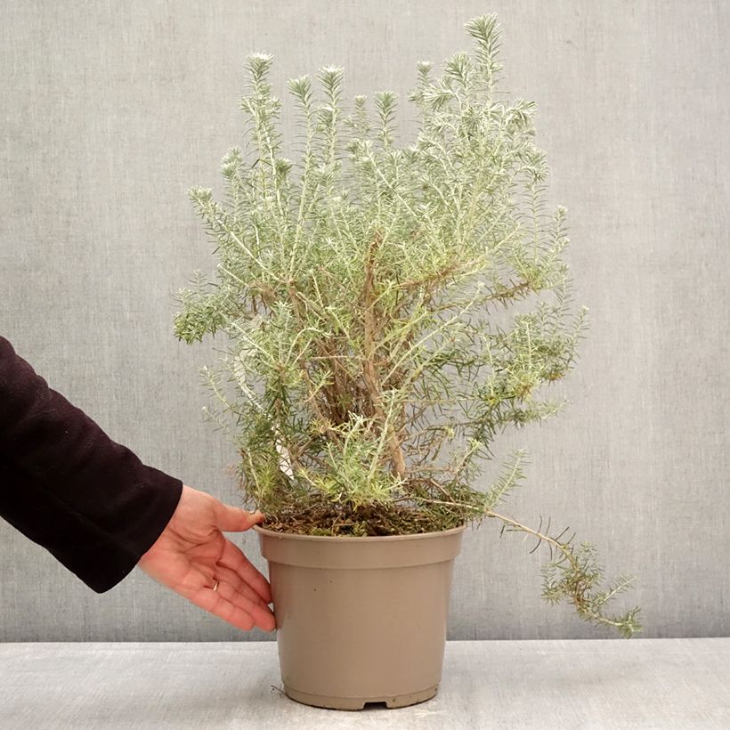 Ozothamnus rosmarinifolius Silver Jubilee Vaso da 4L/5L esemplare consegnato in primavera