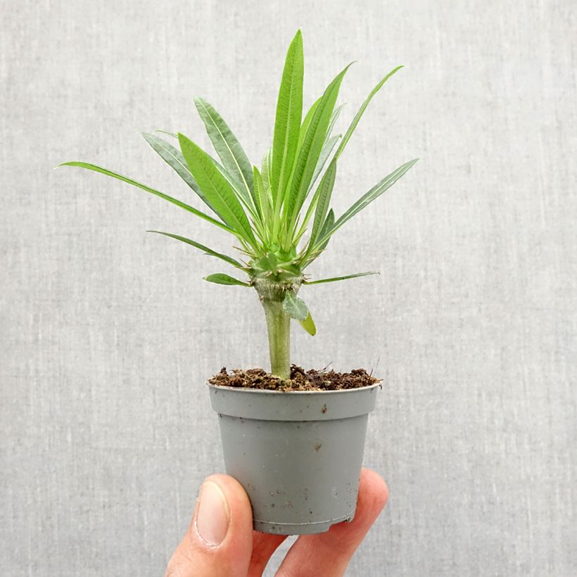 Example of Palma del Madagascar - Pachypodium lamerei mini-pianta as you get in printemps