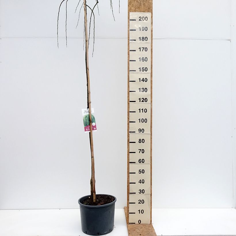 Esemplare di Sophora japonica Pendula Vaso da 20L/25L come consegnato in autunno