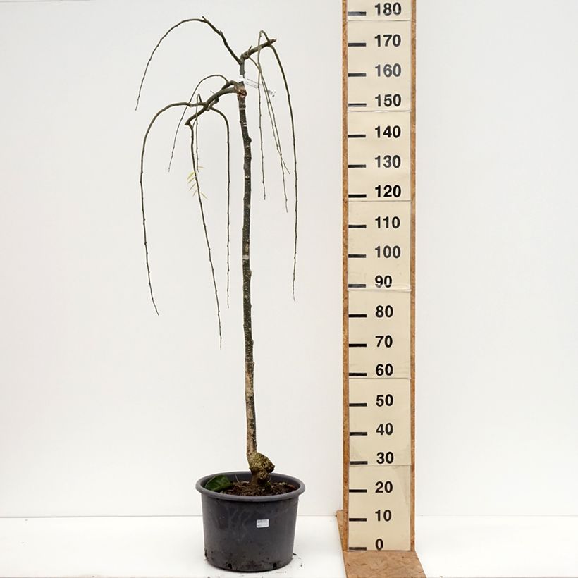 Esemplare di Sophora japonica Pendula Vaso da 20L/25L, Vaso impalcato medio come consegnato in autunno