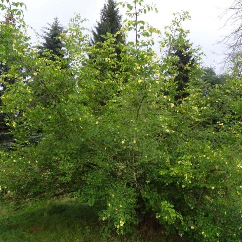 Paliurus spina-christi - Marruca (Porto)