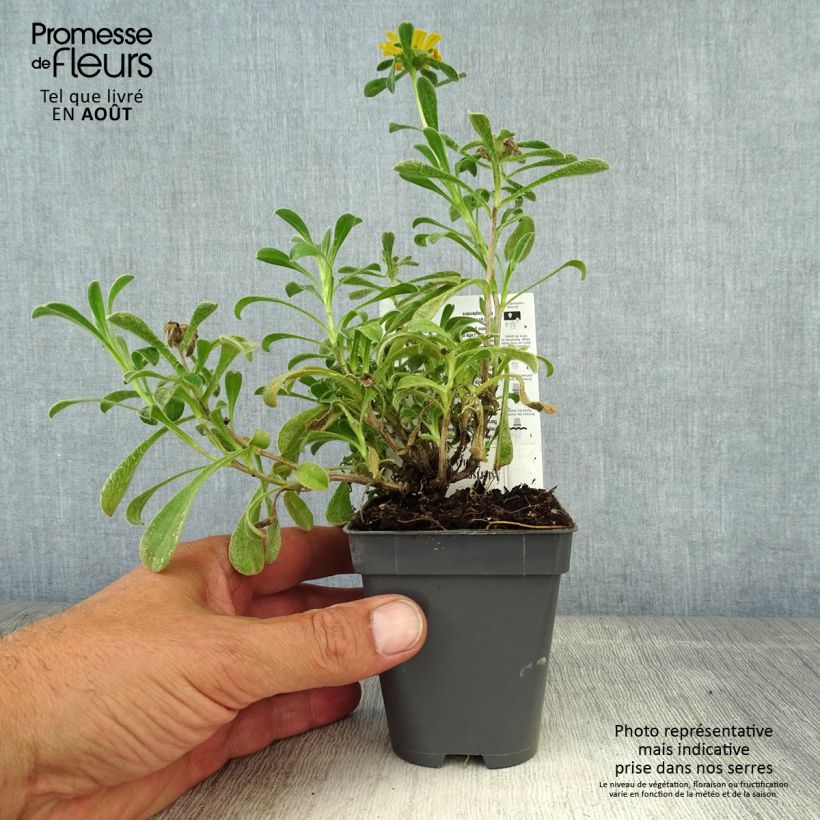 Example of Pallenis maritima Aurelia Gold - Asterisco marittimo Vasetto da 8/9 cm as you get in ete