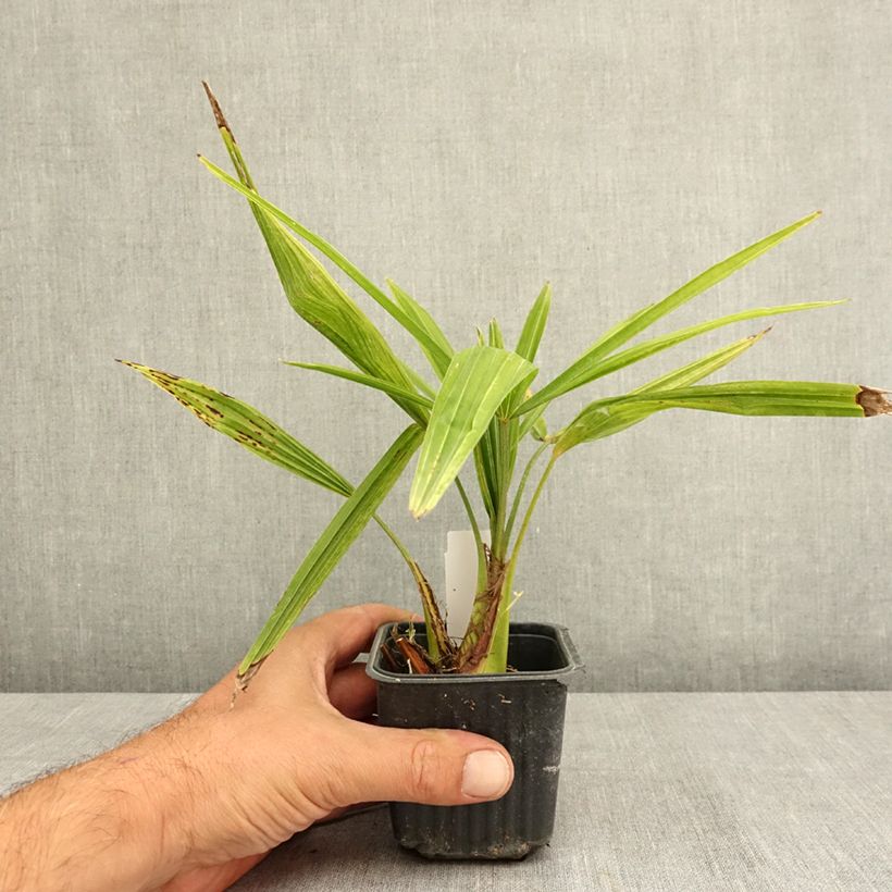 Esemplare di Trachycarpus fortunei - Palma di Fortune Vasetto da 8/9 cm consegnato in estate